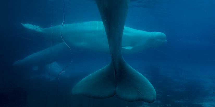 Ottawa denies Marineland request to export its remaining beluga whales to China
