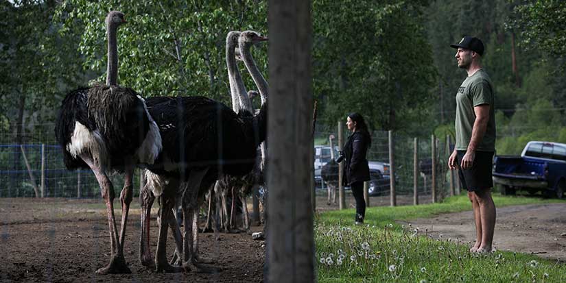 Five things to know about the B.C. ostrich farm and pending cull
