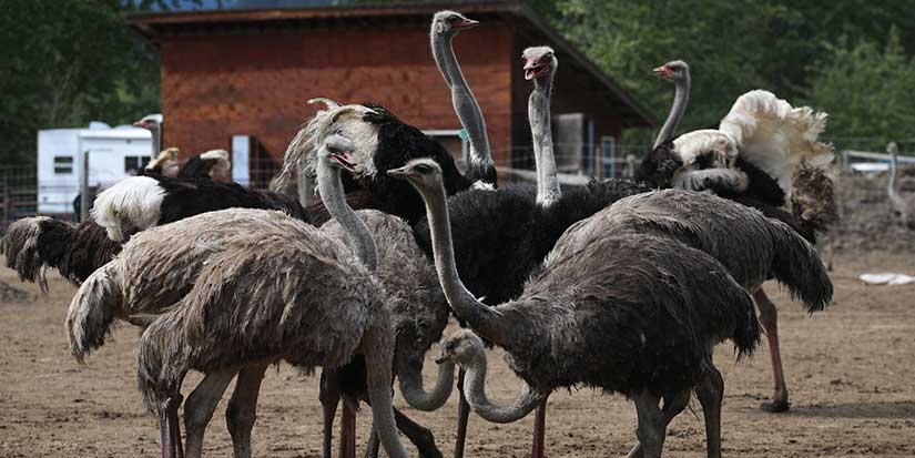 CFIA says ostrich farm report backing stay of cull improperly seeks scientific ruling