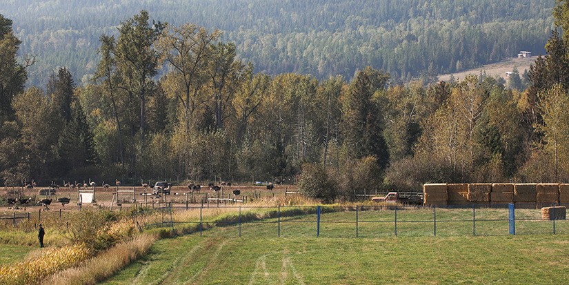 Supreme Court to decide on Nov. 6 whether to hear case of B.C. ostriches