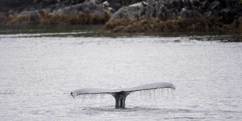 Humpback whale Astroboy is untangled from 140 metres of rope off Vancouver Island
