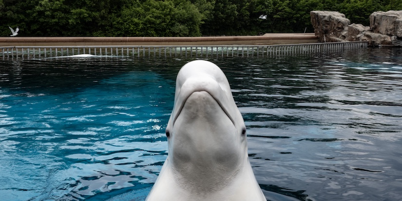 Marineland now seeking permits to ship remaining belugas to U.S.: sources