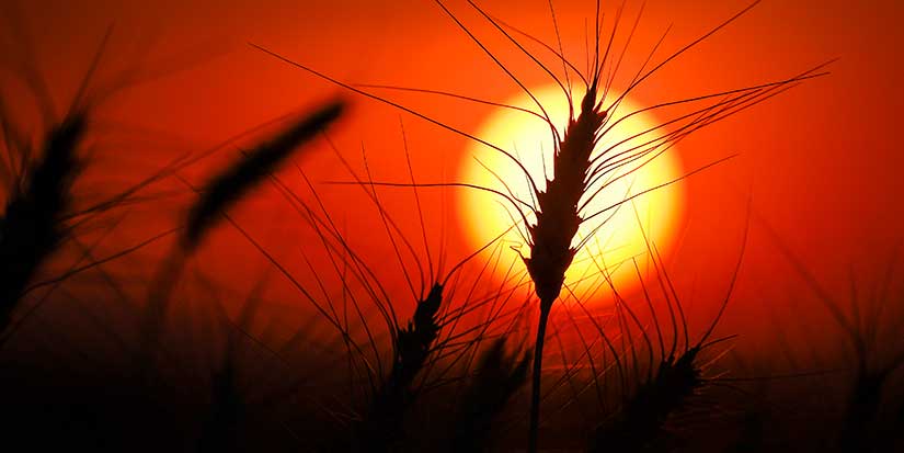 Drought deepens in Eastern Canada as West sees some improvement: monitor