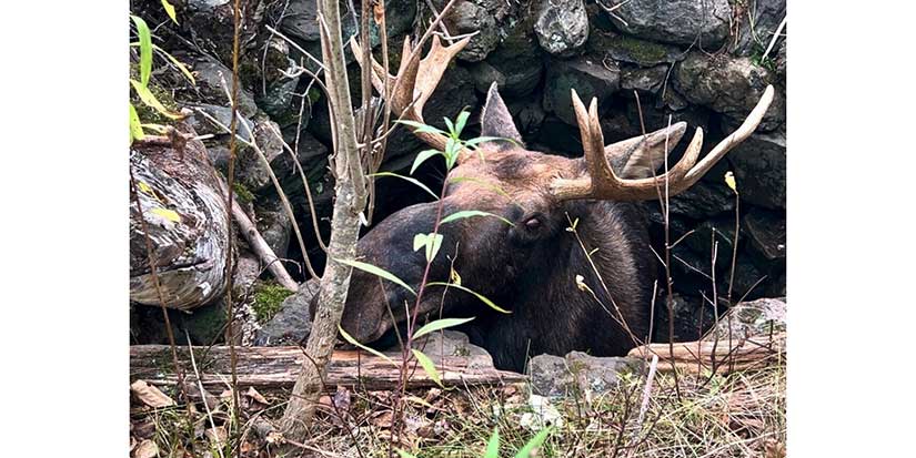 Maine wardens rescue moose trapped for hours in abandoned well