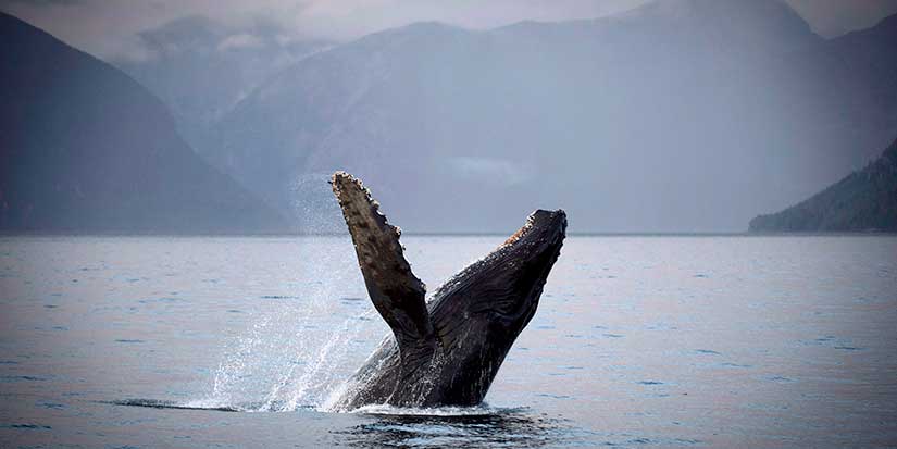 Humpback calf seen with deep gash after reported ferry strike off Vancouver