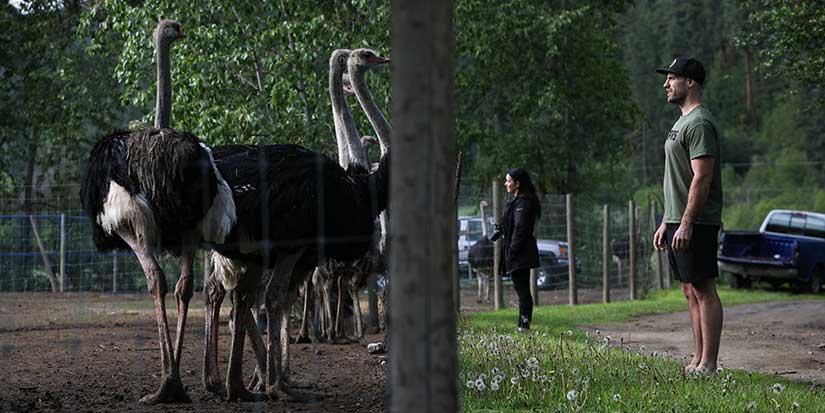 Five things to know about B.C. ostrich farm fighting against avian flu cull