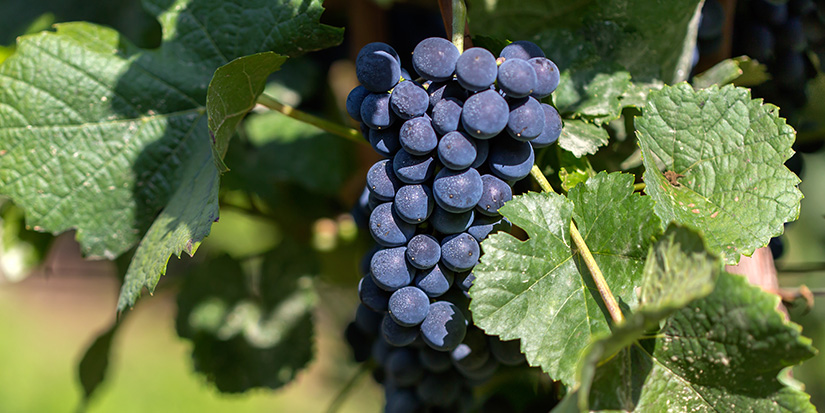 THE CULT WINE MOVEMENT