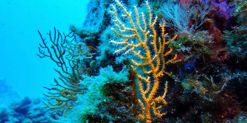 Nations ratify the world's first treaty to protect international waters
