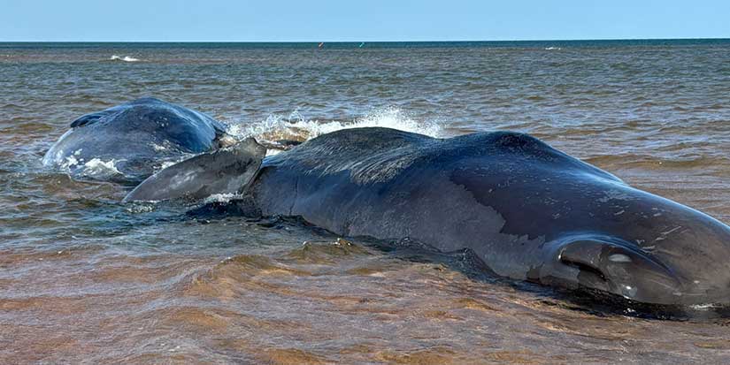One of three beached sperm whales in P.E.I. dead; condition of another unknown