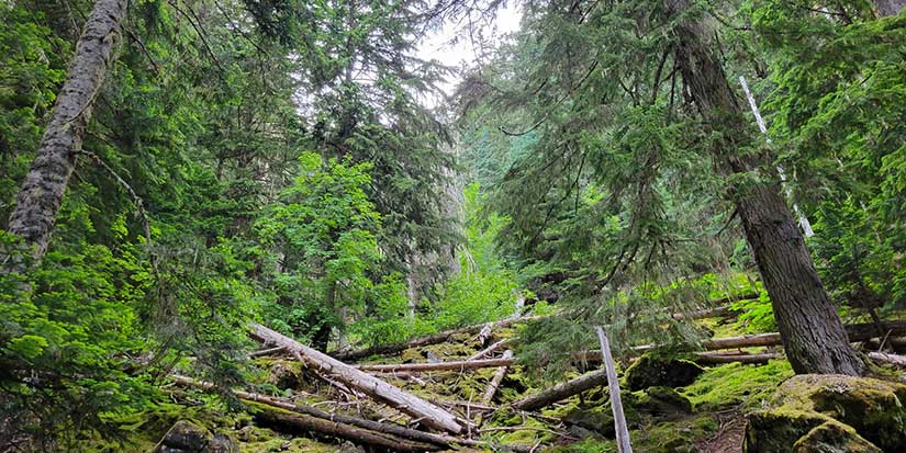 B.C. provides funding to expand use of fibre and support forestry workers