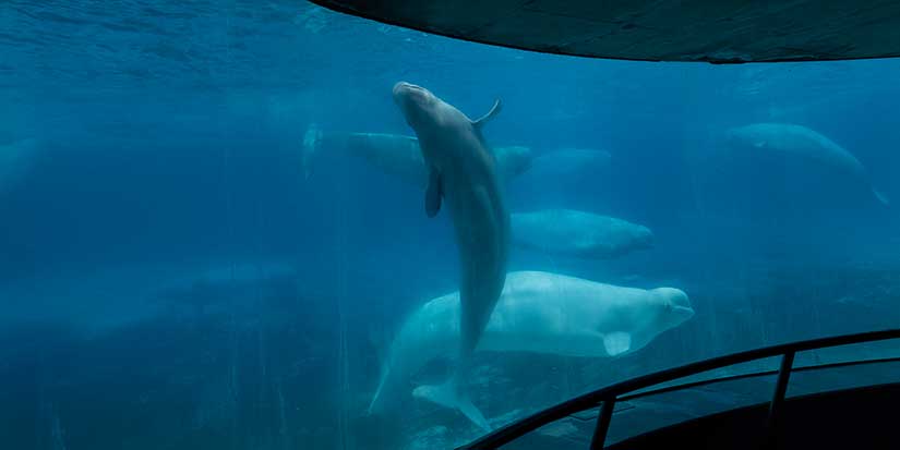 Marineland asks Ottawa for emergency cash to feed whales—or euthanasia imminent