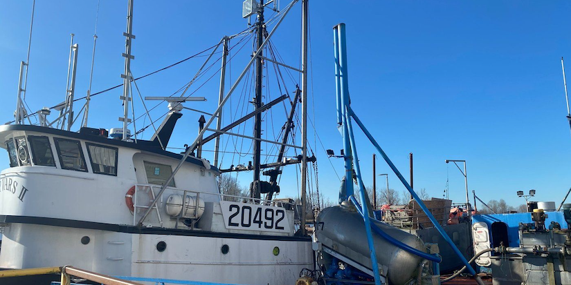 B.C's charity herring sale is back on. But hundreds of sea lions feasted first