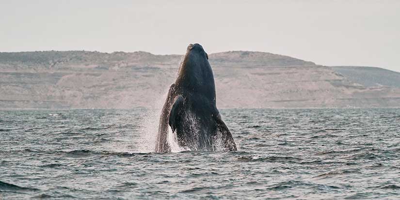 Southern right whales awe admirers in Patagonia after coming back from brink of extinction
