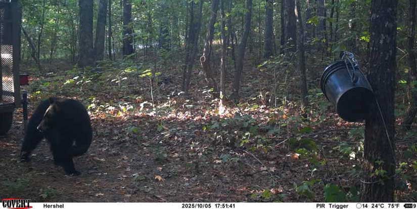 Authorities shoot and kill black bear believed to have fatally mauled man in Arkansas