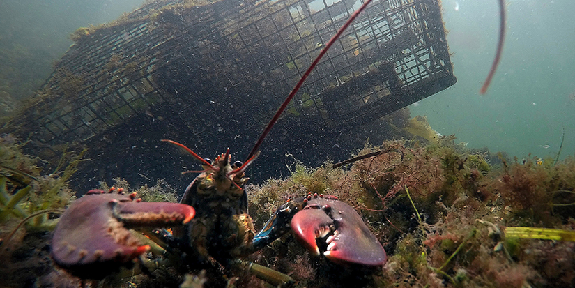 Lobster population falls off New England, leading regulators to declare overfishing