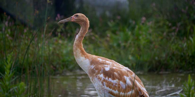 Endangered whooping crane dies of avian flu at Wisconsin wildlife refuge